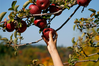 PICKING FALL FRUITS